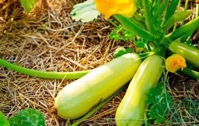 Zucchini