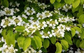 Les meilleures fleurs blanches 