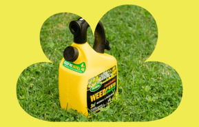 The simple solution for killing lawn weeds - Weed, Feed & Green-Up
