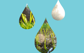 Mowing a Wet Lawn and Other Wild Weather Tips