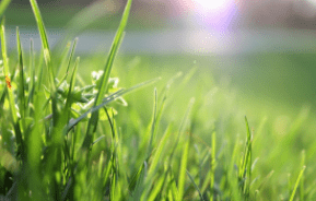 Perfect Lawn 