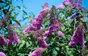 arbuste aux pappilons buddleja