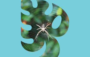 Getting rid of garden bugs