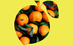Essential Guide to Growing Citrus