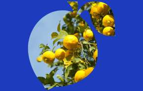 Common Citrus Pest & Disease