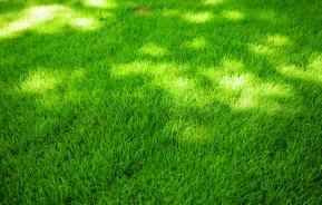 3 day deep cleaning for your lawn
