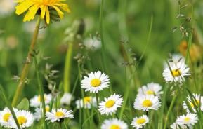Når plænen „blomstrer“ …