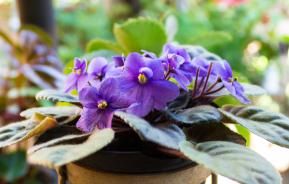 African violets