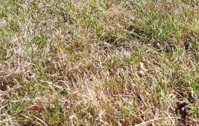 Droog gazon met bruine plekken in gras