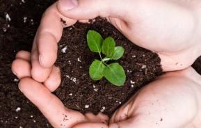 Jong plantje ziet het levenslicht in de handen van de duurzame tuinier