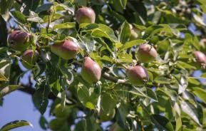 Feed your garden for upto 6 months