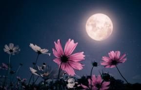 Des fleurs roses dans le jardin se tournant vers la pleine lune dans le ciel nocturne
