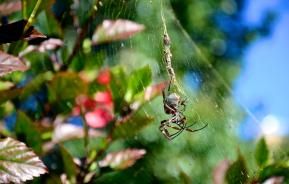 Getting rid of garden bugs