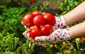 Growing the best tomatoes