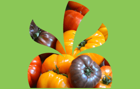 heirloom tomatoes