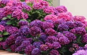 Hortensia stekken bouturer I Love My Garden