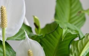 How to Care for Peace Lilies