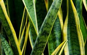 How to care for snake plants