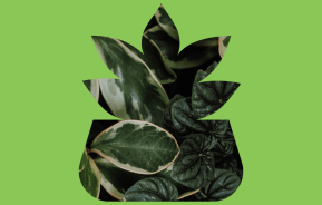 Indoor House Plant