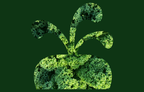 superfood