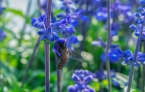 Lavendel snoeien - I love my garden