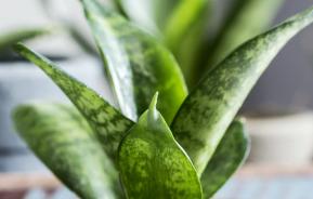 Low maintenance houseplants