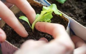 Grow your own greens