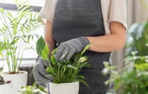 Potting a Plant