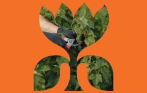 Pruning 
