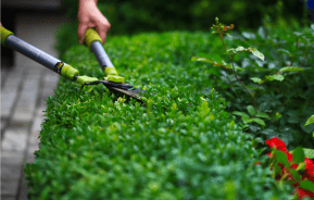 Cięcie bukszpanu – kiedy i jak przycinać bukszpan 