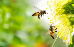 Jak i kiedy wykonywać opryski, aby nie szkodzić pszczołom? 