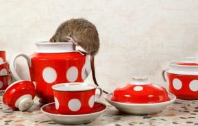 How can rodents be controlled at home