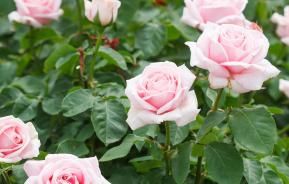 Taille des rosiers - I love my garden