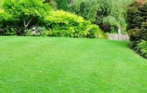 Aussie homeowner’s guide to a lush green lawn