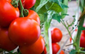 Grow big juicy tomatoes at home