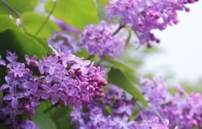 Sering snoeien | Taille des lilas | I Love The Garden