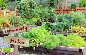Cultivation Street | Nurturing the Community | Evergreen Garden Care