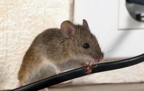 muizen verjagen