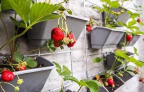 Réaliser un potager vertical