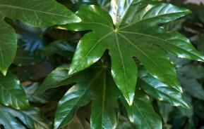 fatsia vingerplant