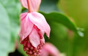 medinilla