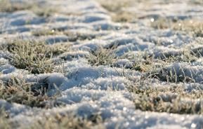Protecting your lawn for winter