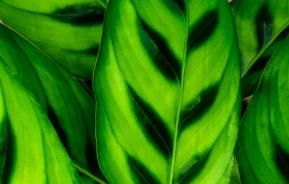 calathea