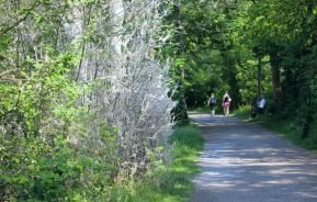 Invasion de chenilles processionnaires du chêne