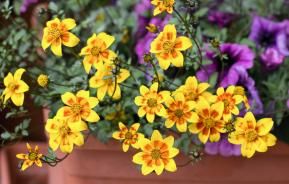 Les plantes en pot et pleine terre résistantes au plein soleil