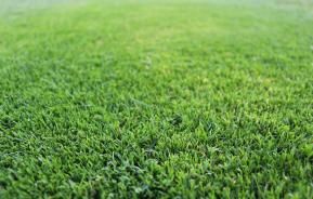 Close up of couch grass