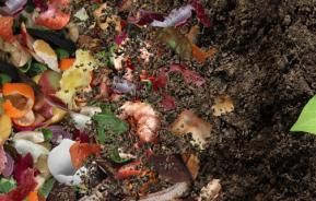 Compost naturel