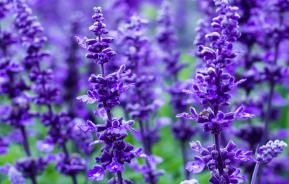 salvia salie in de tuin