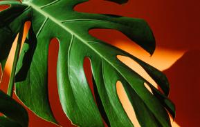 Monstera of gatenplant