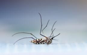 hoe muggen bestrijden in huis